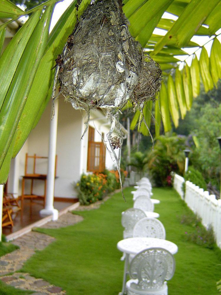 Water Garden Ξενοδοχείο Belihuloya Εξωτερικό φωτογραφία